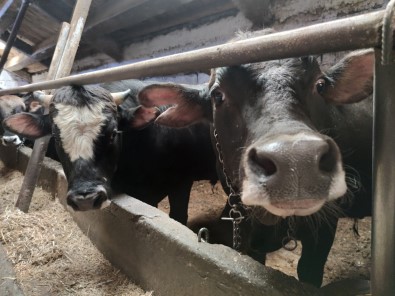 Kizilay 2021 Kurban Vekalet Fiyatlarini Belirledi