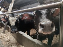 EURO - Kizilay 2021 Kurban Vekalet Fiyatlarini Belirledi