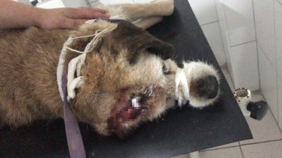 Köpegin Röntgenini Görenler Sok Oldu