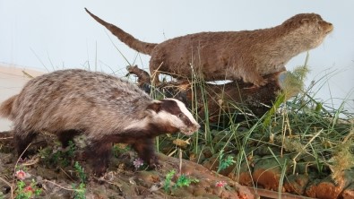 Nadir Rastlanan Yaban Hayvanlarina Tahnit Uygulandi
