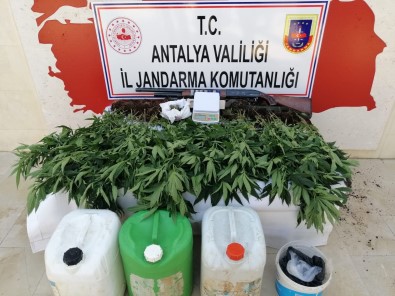 Ormanlik Alana Ektigi Kenevirleri Sularken Yakalandi