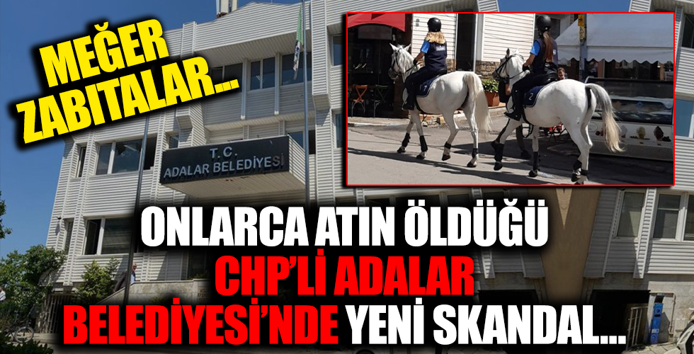 Adalar Belediyesi'nde bir skandal daha! Onlarca at ölmüştü! Şimdi de zabıtalarla ilgili gerçek ortaya çıktı...