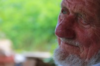 PARMAK - Asirlik Çinarin Hüzünlendiren Hikayesi