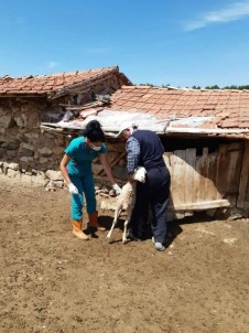Aslanapa'da Küçükbas Hayvanlara Küpeleme Ve Asilama Çalismalari