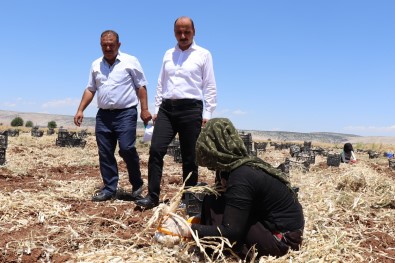 Baskan Dogru'dan Sarimsak Üreticilerine Uyari