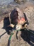 BODRUM BELEDİYESİ - Bodrum'da Sahilde Ölü Deniz Kaplumbagasi Bulundu