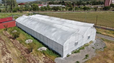 Bu Sera Hem Ögretiyor, Hem De Ata Tohumu Çogaltiyor