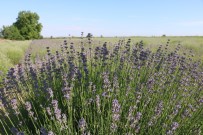 TRAKYA - Edirne'de 'Lavanta Tarla Günleri' Basliyor