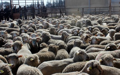 Erzincan Çiftçisine Anaç Koyun Keçi Destegi
