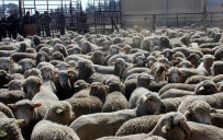 KEÇİ - Erzincan Çiftçisine Anaç Koyun Keçi Destegi