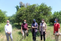 PREDATÖR - Faydali Böcekler Narenciye Bahçelerine Saliniyor