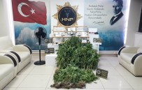 NARKOTIK - Hatay'da Evinde Kenevir Yetistiren Süpheli Yakalandi