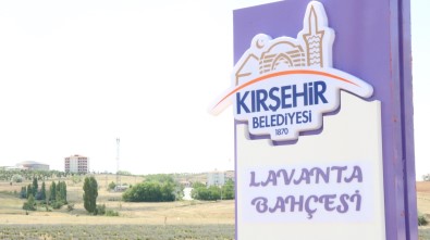Kirsehir'de Lavanta Festivali Düzenlenecek
