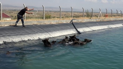 Ünlü Domuz Avcisi, Kanala Düsen Yaban Domuzlarini Kurtardi