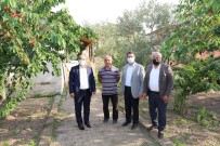 KÖRFEZ - Yarimca Kirazinin Degerinin Artmasi Için Adimlar Atiliyor