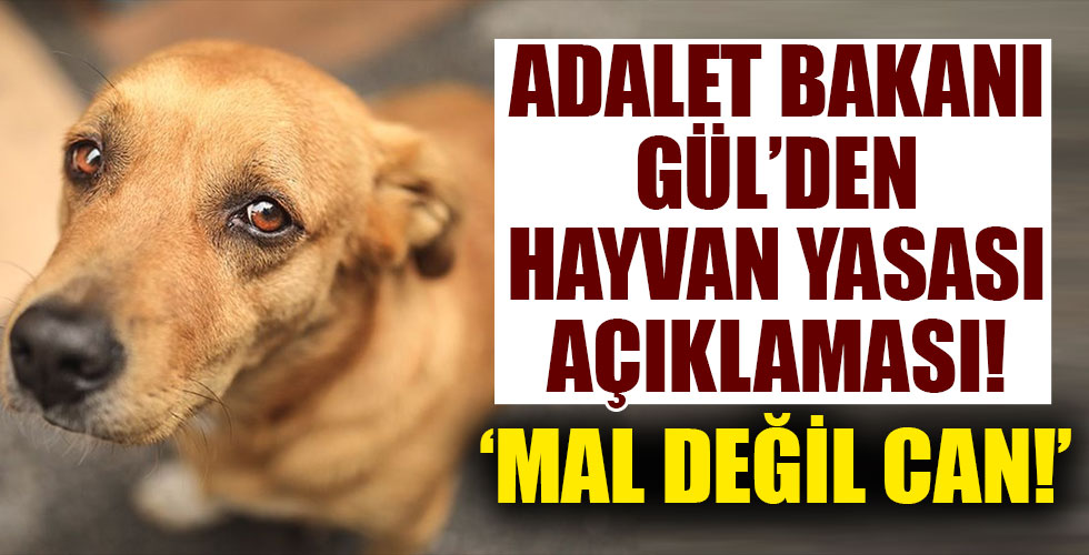 Adalet Bakanı Gül'den hayvan hakları yasası açıklaması!