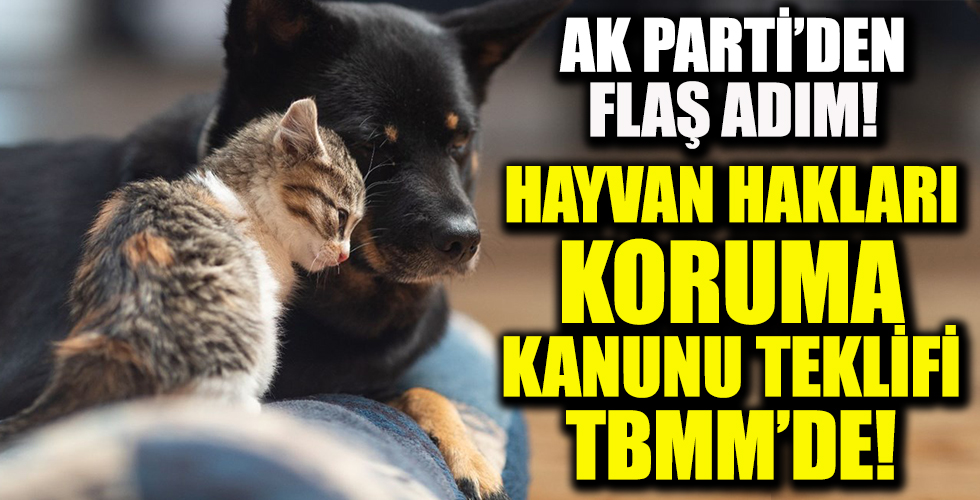 Ak Parti'den 'hayvan hakları koruma kanunu' teklifi!