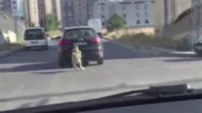 Araçla Seyir Halindeyken Boynuna Tasma Taktigi Köpegi Pesinden Kosturdu