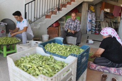 Aydin'da Bamya Hasadi Ile Birlikte Kesicilerin Yogun Mesaisi Basladi