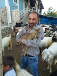 HAYVAN - Çoban Tarafindan Bulunan Yavru Karaca Koruma Altina Alindi