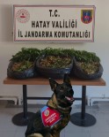JANDARMA - Hatay'da Uyusturucu Operasyonu