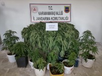 JANDARMA - Kahramanmaras'ta 422 Kök Hint Keneviri Ele Geçirildi