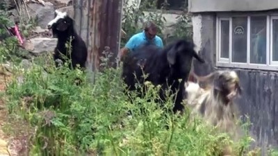 Kars'ta Bozayiya Kafa Tutan Keçi Kurbanda Kesilmeyecek
