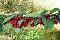 EMNİYET MÜDÜRÜ - Kirazli'da Kiraz Hasadi