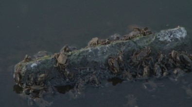 Küçükçekmece Gölü'nde Ölü Baliklar Sahile Vurdu