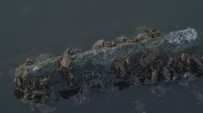 Küçükçekmece Gölü'nde Ölü Baliklar Sahile Vurdu