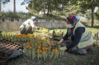 HASAN POLATKAN - Kütahya'da 17 Bin Çiçek Toprakla Bulusuyor