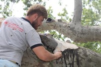 REHABILITASYON - Tekirdag'daki 32 Adet Anit Agaca Özel Bakim