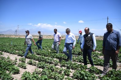 Yerli Fasulye Tohumu Çiftçilerin Yüzünü Güldürdü
