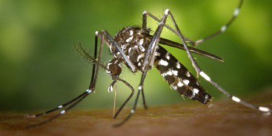 Asya Kaplan sivrisineği nedir? Asya Kaplan sivrisineği nasıl ayırt edilir? Asya Kaplan sivrisineği ısırığına ne iyi gelir?