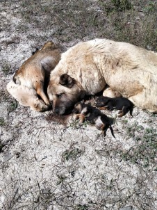 Bilecik'te Iç Parçalayan Görüntü