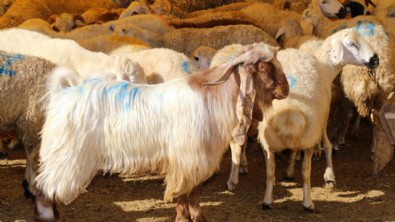 Kurban duası nedir? Kurban duası nasıl yapılır? İşte Kurban keserken okunacak dua