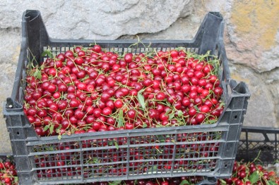 Tosya'da Toptan Visne Alimlari Basladi