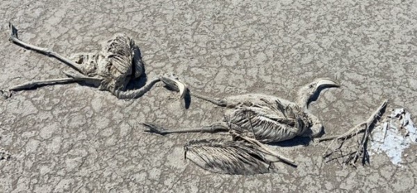 Tuz Gölü'nde yüzlerce flamingo telef oldu! Konya Valiliği açıklama yaptı: Soruşturma başlatıldı
