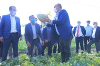 Çavusoglu, Özbekistan'da Tarladan Kavun Ve Karpuz Topladi