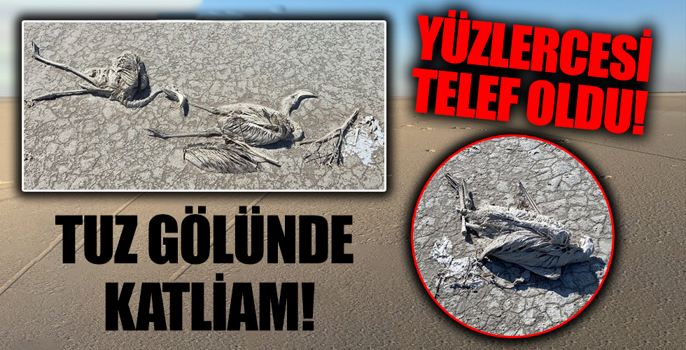 Tuz Gölü'nde yüzlerce flamingo telef oldu! Konya Valiliği açıklama yaptı: Soruşturma başlatıldı