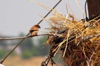 Elektrik Diregi Serçelerin Yuvasi Oldu