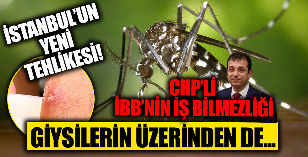 İstanbullular dikkat! Asya Kaplan Sineği giysi üzerinden de ısırıyor...