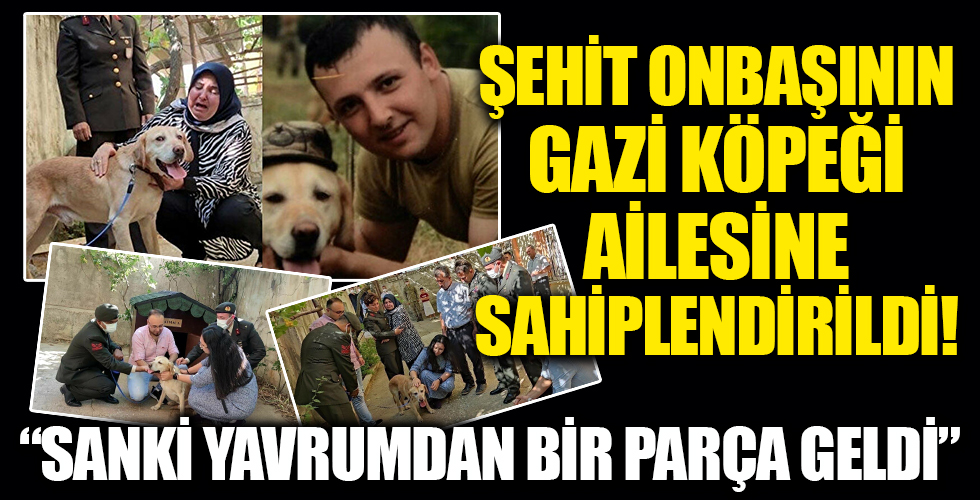 Şehit onbaşının gazi köpeği 'Atmaca' ailesine sahiplendirildi: Sanki yavrumdan bir parça geldi