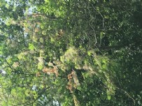  İSTANBUL ZİRAAT ODASI BAŞKANI MURAT KAPIKIRAN - İstanbul'da Tırtıl istilası! Bir bu eksikti...