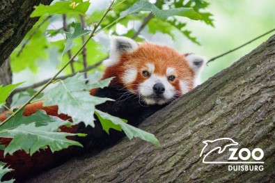 Almanya'da Hayvanat Bahçesindeki Panda Kayiplara Karisti