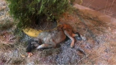 Bingöl'de Bitkin Halde Bulunan Köpek Tedavi Altina Alindi