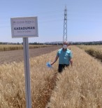 Bisküvilik Bugday Çesit Adayi Tescil Edildi