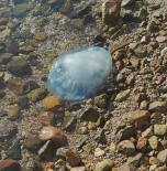  BODRUM - Bodrum'da 5 Kiloluk Denizanasi Sahile Vurdu