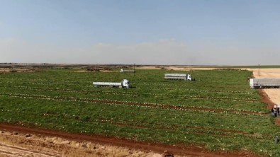 Diyarbakir'in Tescilli Karpuzunda Hasat Zamani
