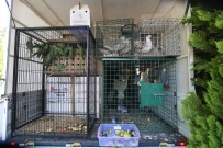 MEKSIKA - Gaziantep Hayvanat Bahçesi Yeni Misafirlerini Agirlamaya Basladi